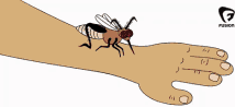 bug-bite-mosquito[1].gif