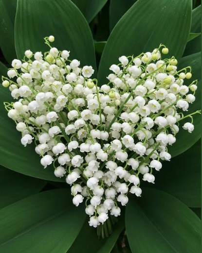 Capture d’écran 2025-04-30 172848.jpg