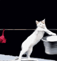 cat-standing-drum.gif