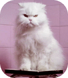chat11-ezgif.com-effects.gif