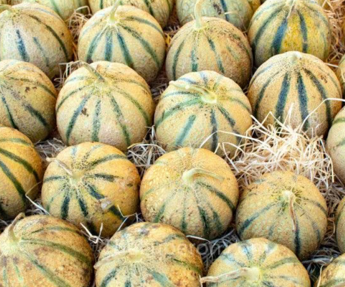 Distribution gratuite de 1000 kg de melons, prunes et brocolis par l'association Table Ouverte Nîmes - Épicerie solidaire Bd Talabot, le 21 juillet 2025 à 10h