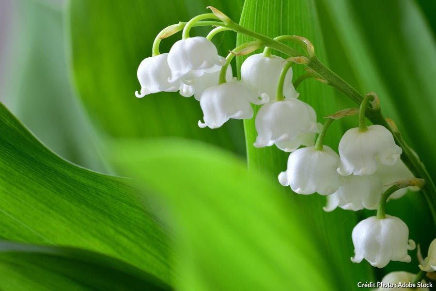 dja_brin-muguet_as_0.jpg
