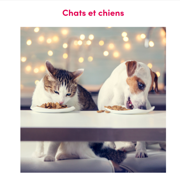 etude-2em-chats-chiens-70-euros-en-ligne.png