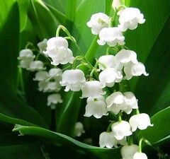 muguet.jpg