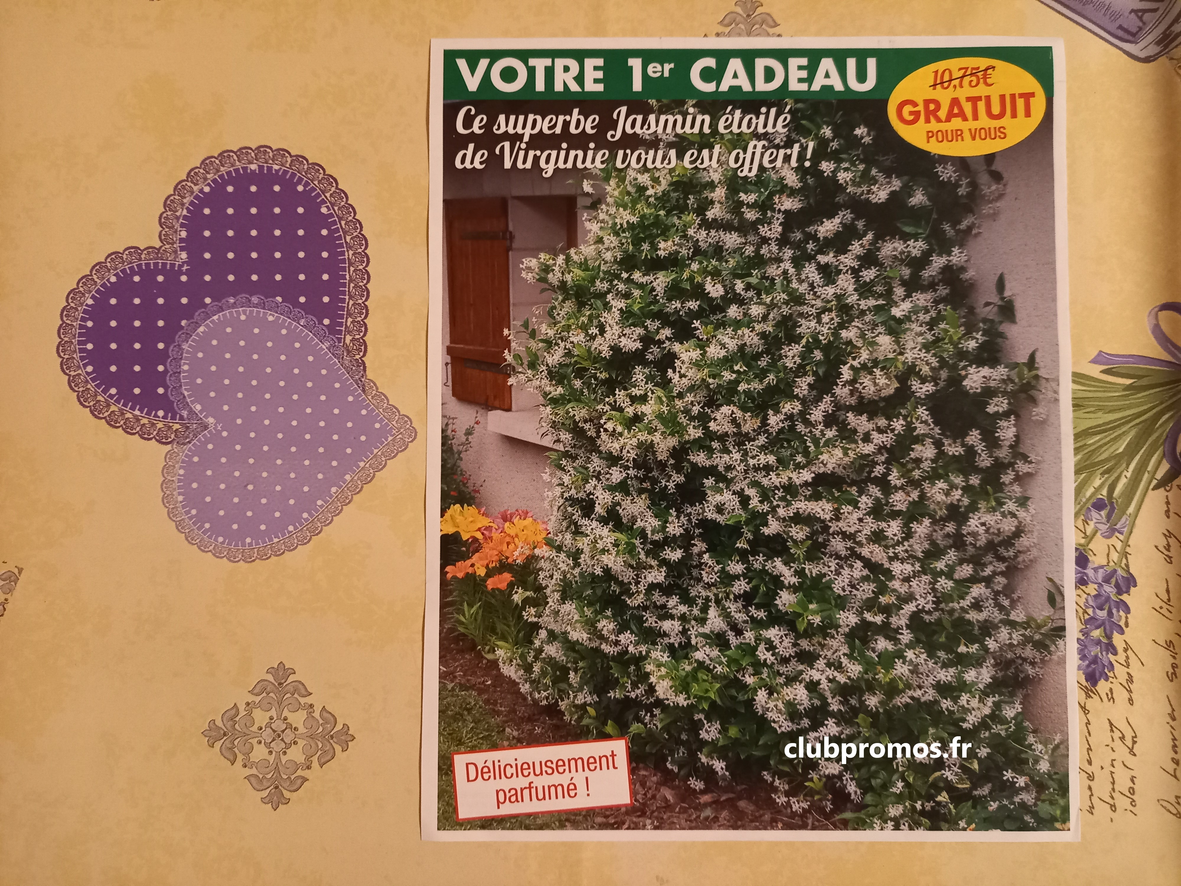 photos chats , jardin , fleurs et cimetière 200321 244.jpg