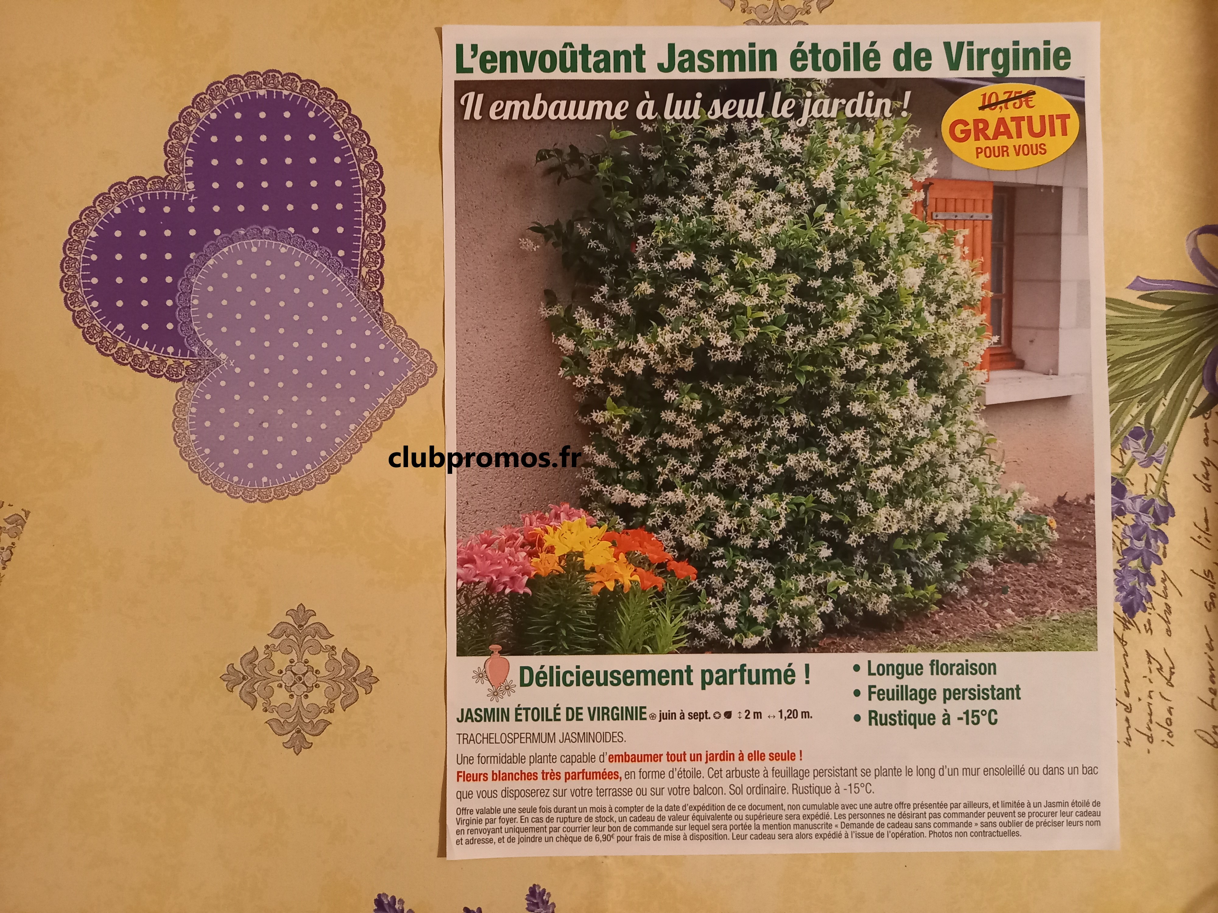 photos chats , jardin , fleurs et cimetière 200321 245.jpg