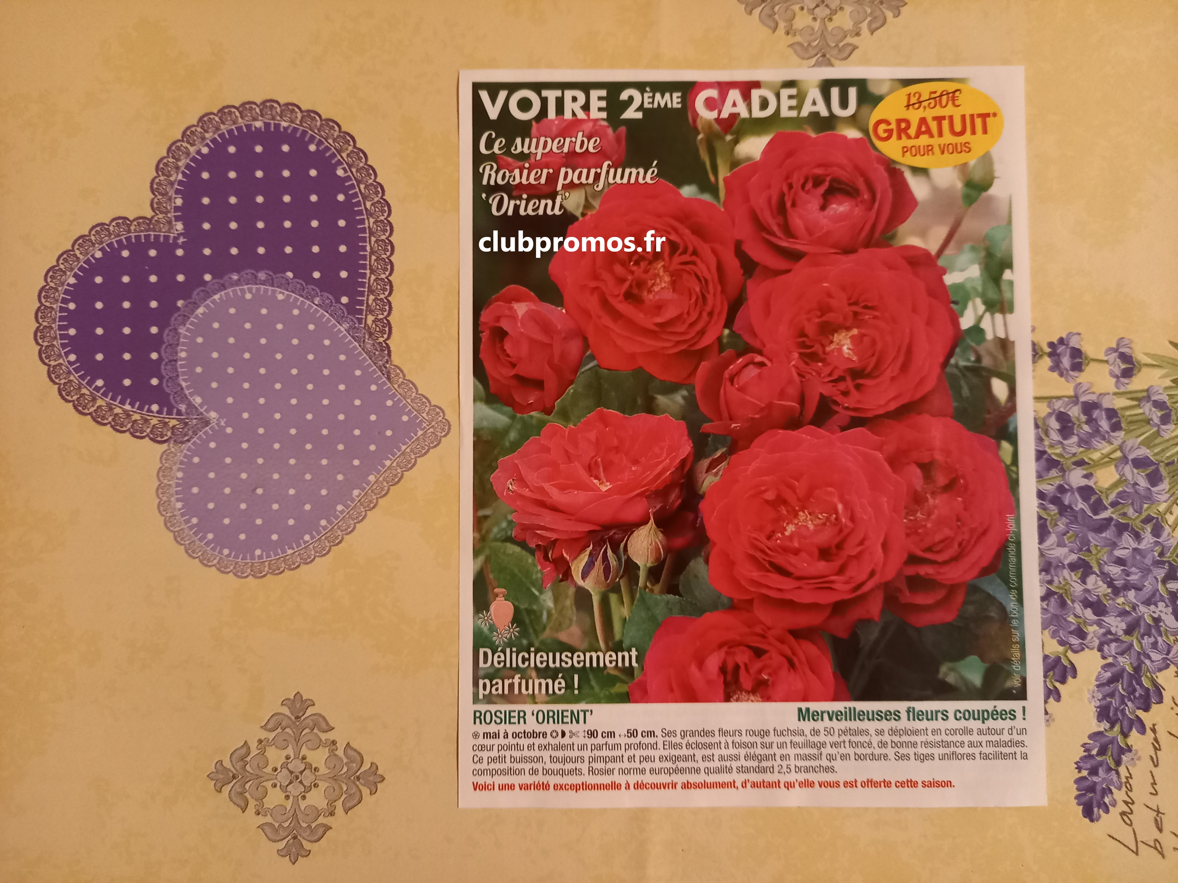 photos chats , jardin , fleurs et cimetière 200321 246.jpg