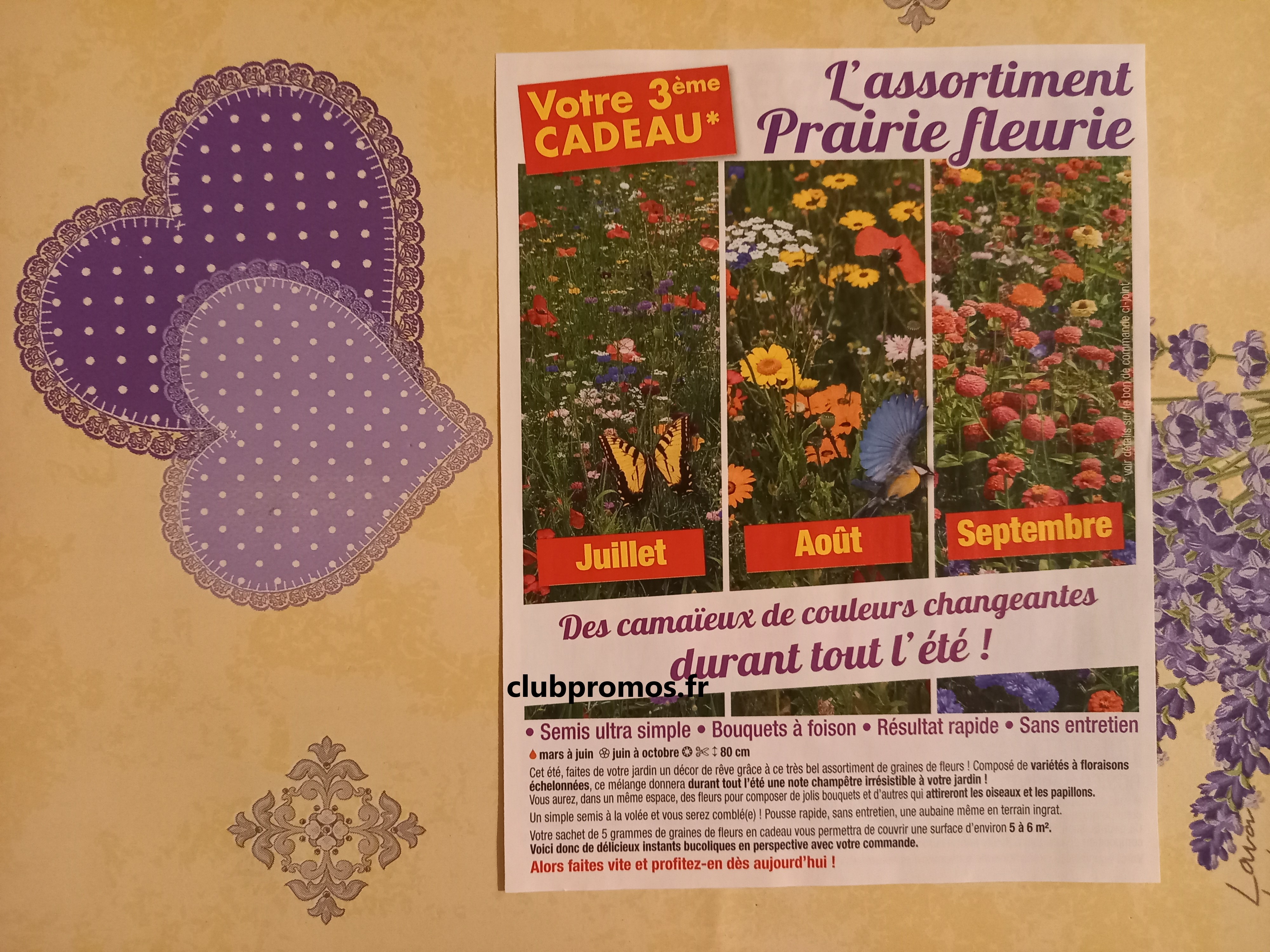 photos chats , jardin , fleurs et cimetière 200321 247.jpg