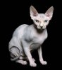 un-sphynx-chat-sans-poil_17725_w250.jpg