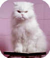 chat11-ezgif.com-effects.gif