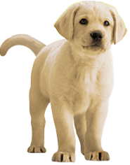 0388-BAN-WEB-1450x285[1](1).png