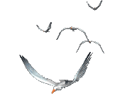 6286cc0e.gif
