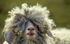 cheveux qui frisent.jpg
