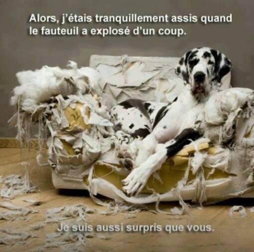 chienfauteuil.jpg