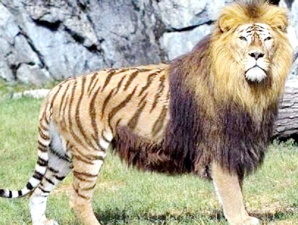 ligre-ligron .jpg