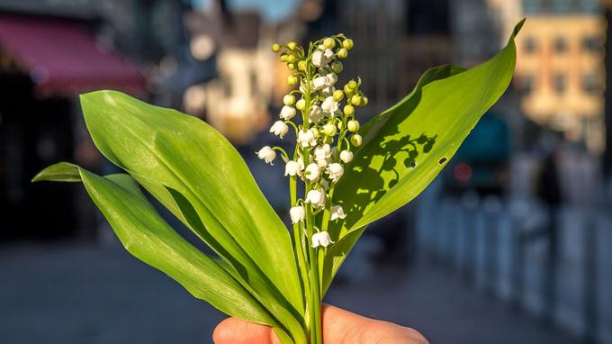 muguet.jpg