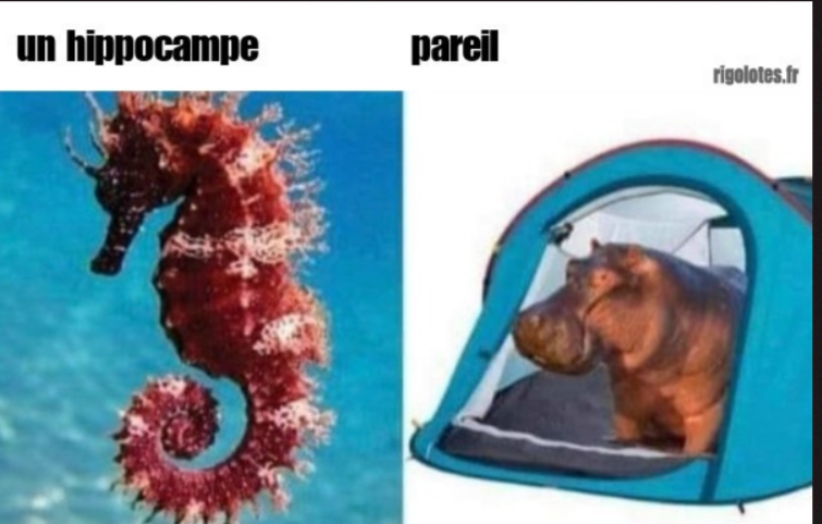 un-hippocampe-Blagues-et-les-meilleures-images-drôles-.png