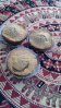 Muffin.jpg Muffin.jpg
