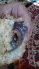 Muffin croqué.jpg Muffin croqué.jpg