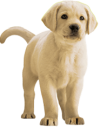 0388-BAN-WEB-1450x285[1](1).png