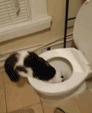 Sans-titre---1.Cat.Waterb.gif