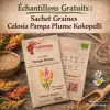 Celosia-Pampa-Plume-Graines-Offertes-Kokopelli.j.png