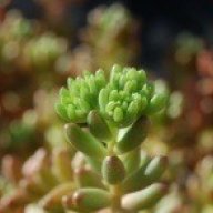 Crassula