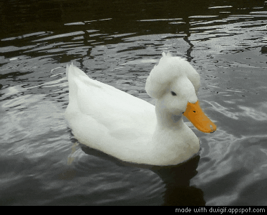giphy.gif
