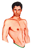 beau.jpg