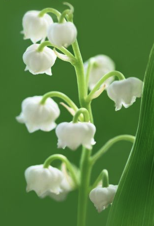 Brin-de-muguet.png