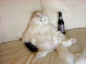 chat-obese-1_2121_w460.jpg