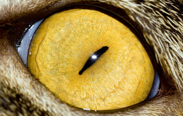 eye-macros-cats-eye.jpg