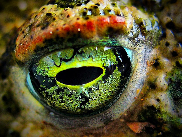 eye-macros-frog-eyes.jpg