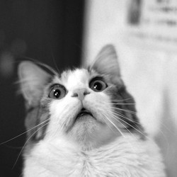 chat-peureux-solutions-06.jpg