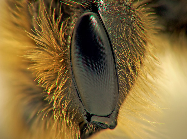 eye-macros-bee3.jpg