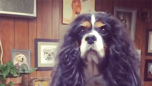 1-dog-grooming.gif