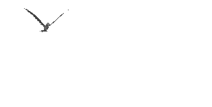 bird_2.gif