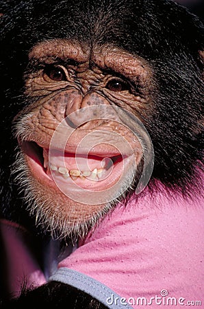 grimacerie-du-chimpanz%C3%A9-thumb2207934.jpg