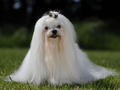 bichon-maltais.jpg