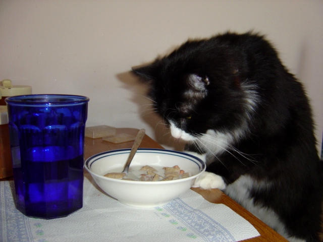 cat_sniffing_breakfast_cereal3.jpg