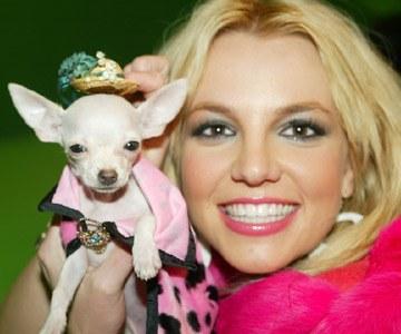 britney-spears-chien.jpg