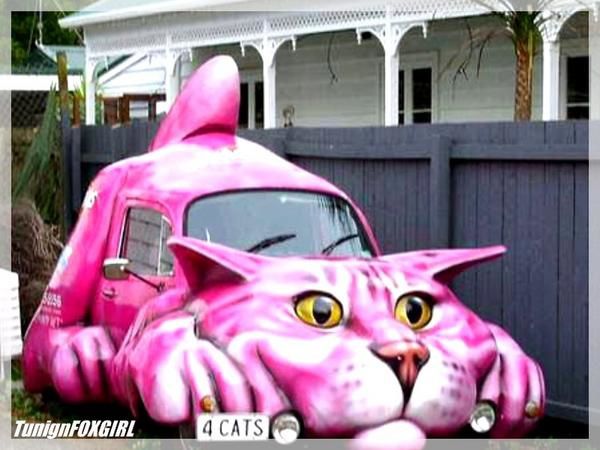 voiture-chat.jpg