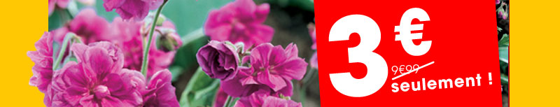 vf-geranium_05.jpg