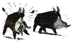 66296_fffcf.gif