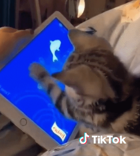giphy.gif