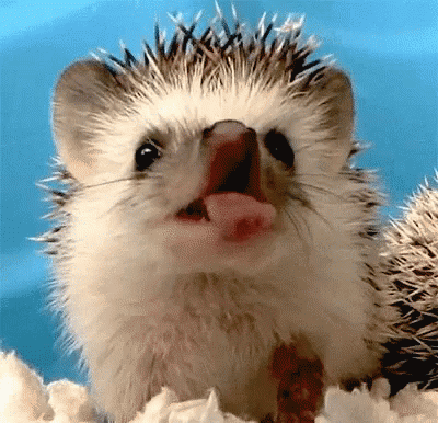 1557842762_2.gif