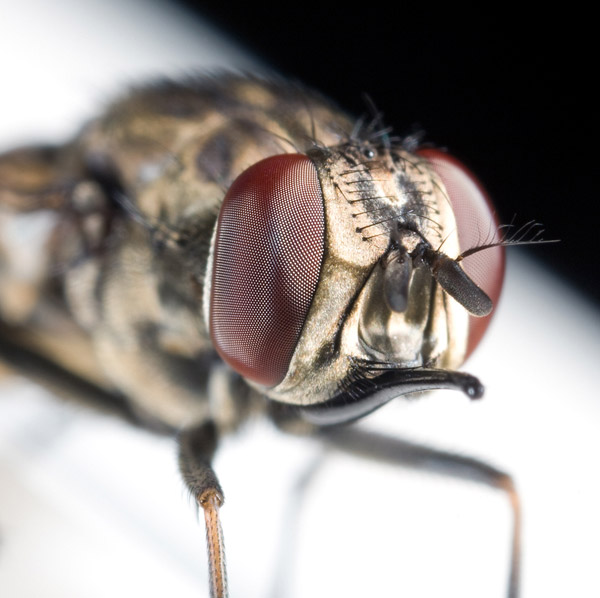 eye-macros-fly.jpg