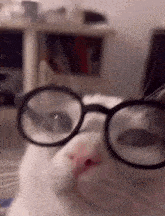 cat-discord.gif