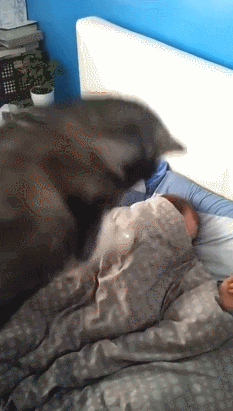 giphy.gif