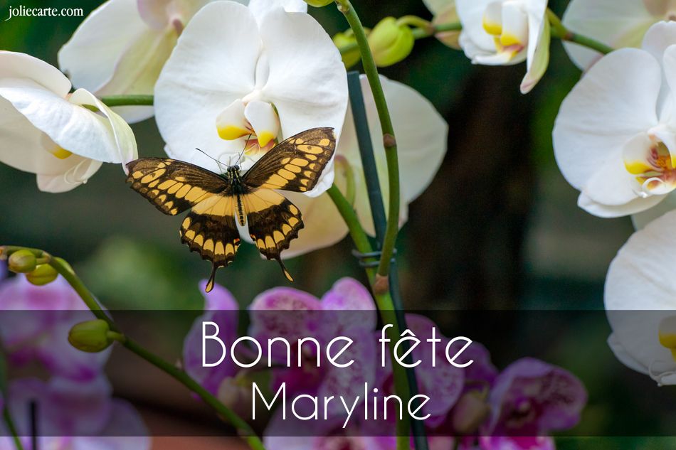 Maryline.jpg